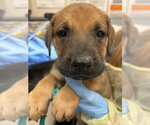 Small German Shepherd Dog Mix