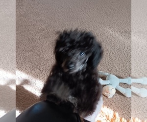 Poodle (Toy) Puppy for sale in WESTLAND, MI, USA