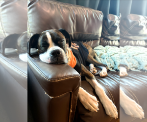 Harper - Female Boxer Dog for Adoption - Photo #2