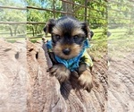 Small #3 Yorkshire Terrier