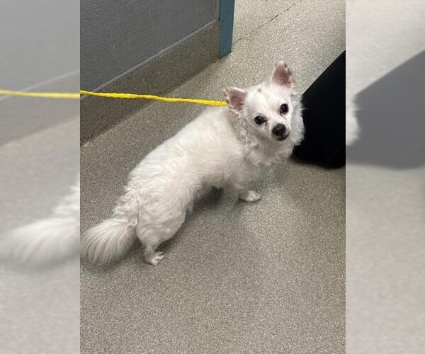 Medium Photo #1 Chihuahua-Unknown Mix Puppy For Sale in Las Vegas, NV, USA