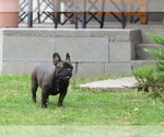 Small #12 French Bulldog