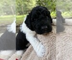 Small Photo #47 Goldendoodle Puppy For Sale in PIERSON, FL, USA