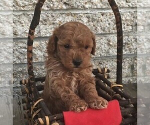 Poodle (Miniature) Puppy for sale in MORGANTOWN, PA, USA