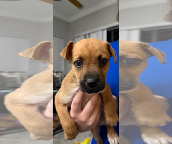 Medium Photo #2 Labrador Retriever-Mountain Cur Mix Puppy For Sale in Royal Palm Beach, FL, USA