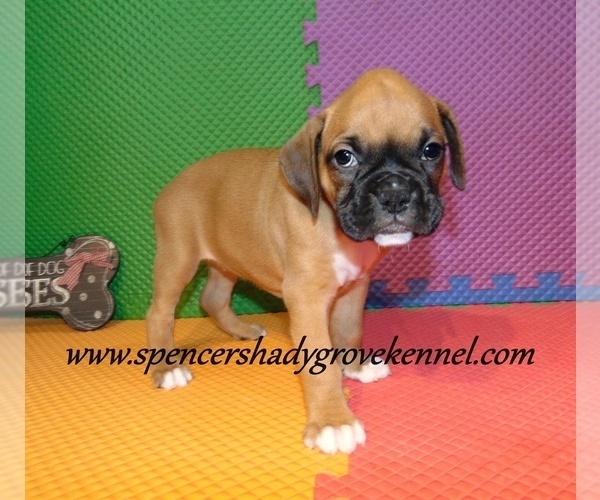 Medium Photo #10 Boxer Puppy For Sale in CABOOL, MO, USA