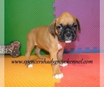 Small #9 Boxer