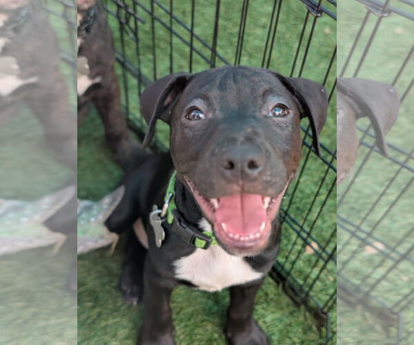 Medium Photo #3 Staffordshire Bull Terrier-Unknown Mix Puppy For Sale in Holly Springs, NC, USA