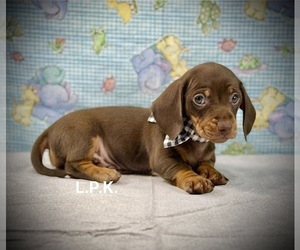 Dachshund Puppy for sale in WINNSBORO, LA, USA