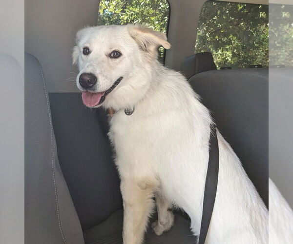 Medium Photo #22 Great Pyrenees-Unknown Mix Puppy For Sale in Dallas, TX, USA