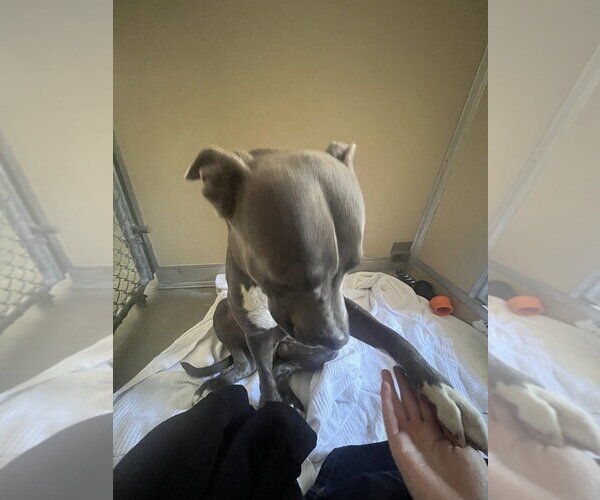 Medium Photo #3 American Pit Bull Terrier Puppy For Sale in Salinas, CA, USA