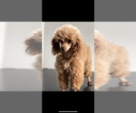 Small Photo #1 Poodle (Toy) Puppy For Sale in NILES, MI, USA