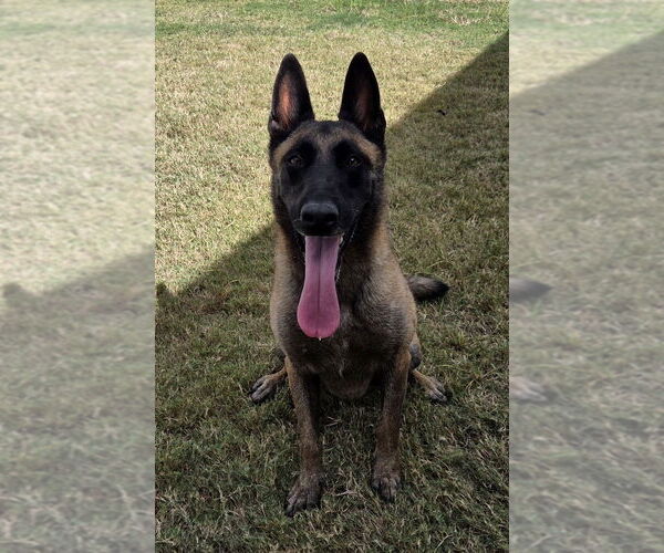 Medium Photo #3 Mutt Puppy For Sale in Imlay City, MI, USA