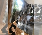 Small Photo #20 Great Dane Puppy For Sale in ANAHEIM, CA, USA