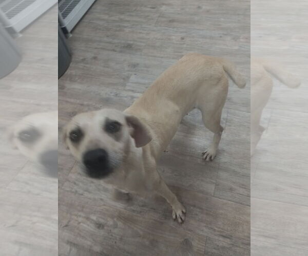 Medium Photo #3 Labrador Retriever-Unknown Mix Puppy For Sale in Murfreesboro, NC, USA