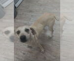 Small #2 Labrador Retriever Mix