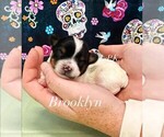 Small Yorkshire Terrier