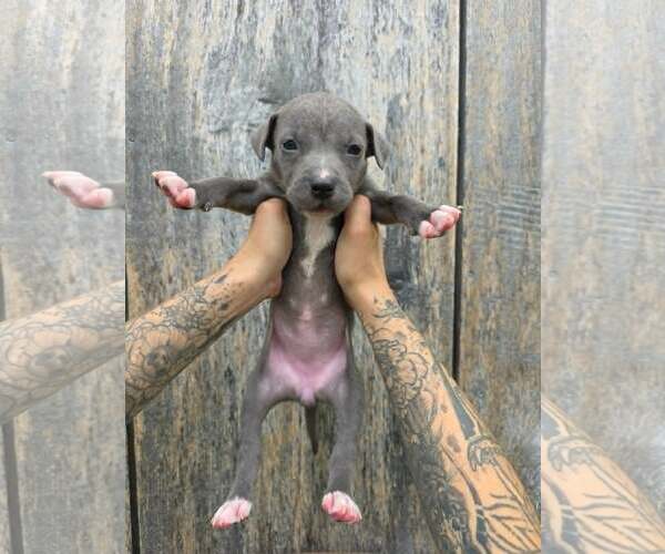 Medium Photo #1 American Pit Bull Terrier-American Staffordshire Terrier Mix Puppy For Sale in Frankenmuth, MI, USA