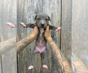 American Pit Bull Terrier-American Staffordshire Terrier Mix Dogs for adoption in Frankenmuth, MI, USA