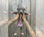 Small American Pit Bull Terrier-American Staffordshire Terrier Mix