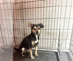 Mini - Female Chihuahua-Unknown Mix Dog for Adoption - Photo #3