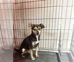 Small Photo #3 Chihuahua-Unknown Mix Puppy For Sale in Escondido, CA, USA