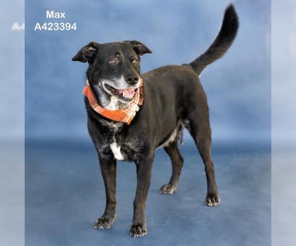 Medium Photo #1 Labrador Retriever Puppy For Sale in Conroe, TX, USA