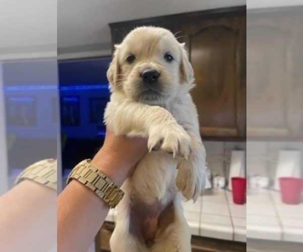 Medium Photo #3 Golden Retriever Puppy For Sale in THOUSAND OAKS, CA, USA