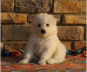 Samoyed Puppy for sale in FREDERICKSBURG, OH, USA