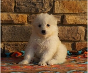 Medium Samoyed