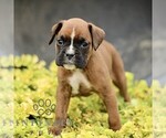 Small #3 Boxer