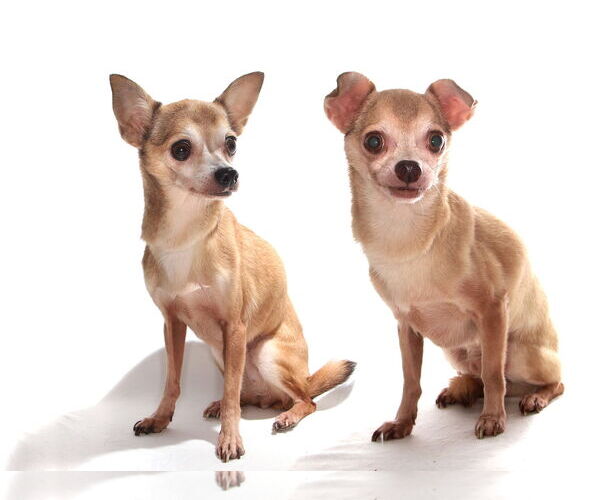 Medium Photo #2 Chihuahua-Unknown Mix Puppy For Sale in Oakland Park, FL, USA