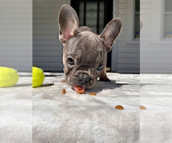 Medium Photo #1 French Bulldog Puppy For Sale in BROOKLYN, NY, USA