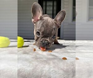 French Bulldog Puppy for sale in BROOKLYN, NY, USA