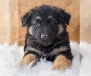 German Shepherd Dog Puppy for sale in WARREN, MA, USA