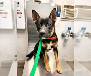 German Shepherd Dog Dogs for adoption in Woodland, CA, USA