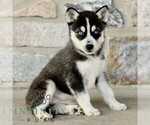 Small #2 Gerberian Shepsky
