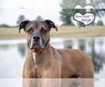 Small #7 Mastiff Mix