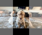 Small Photo #15 Goldendoodle Puppy For Sale in RATHDRUM, ID, USA