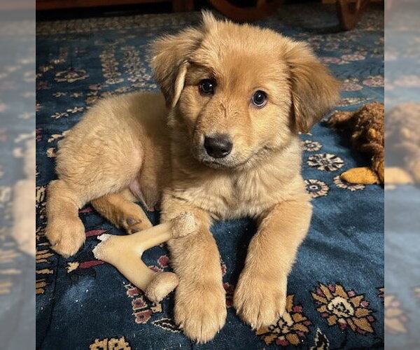 Medium Photo #6 Golden Retriever-Unknown Mix Puppy For Sale in Brooklyn Center, MN, USA