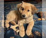 Small #5 Golden Retriever Mix
