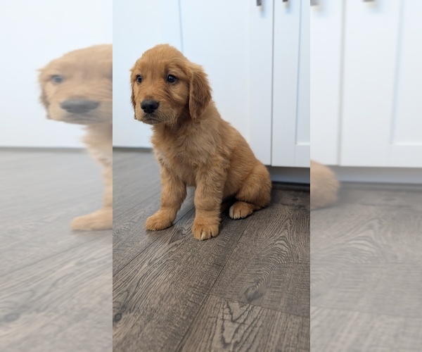 Medium Photo #7 Golden Retriever Puppy For Sale in ELVERTA, CA, USA