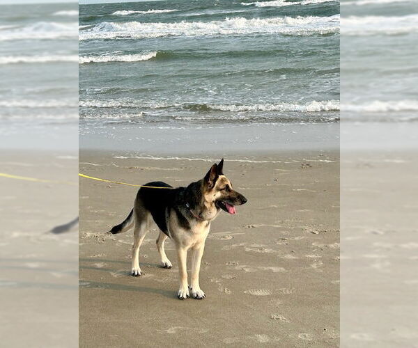 Medium Photo #2 German Shepherd Dog Puppy For Sale in New Hill, NC, USA