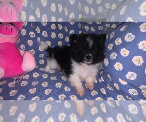 Pomeranian Puppy for sale in SUMMERTON, SC, USA