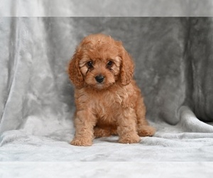 Cavapoo Puppy for sale in MILLERSBURG, OH, USA