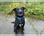 Small #1 Labrador Retriever Mix