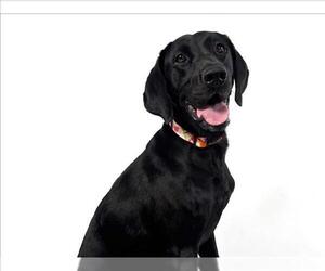Labrador Retriever Dogs for adoption in Fort Collins, CO, USA