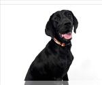 Small Labrador Retriever
