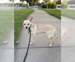 Small #1 Chihuahua