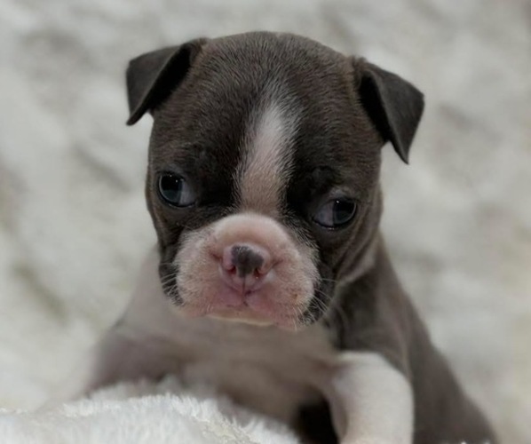 Medium Photo #1 Boston Terrier Puppy For Sale in HICKORY, NC, USA